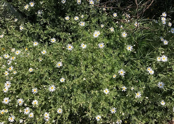 Dom wakacyjny Casa-finca El Maipez De Tejeda